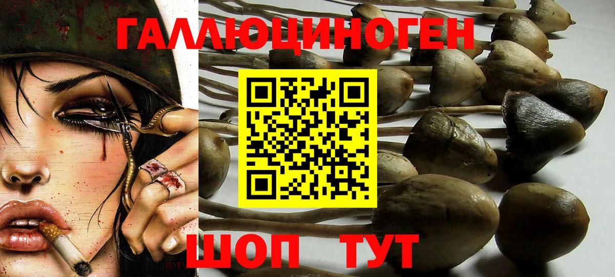 Псилоцибиновые грибы Psilocybine cubensis Лангепас